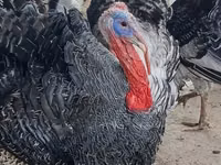 Turkeys — sawirka 3