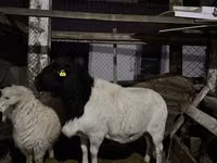 قوچ, Dorper sheep — عکس 1