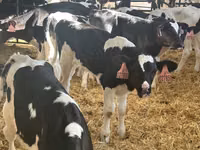 Bull, Holstein breed — photo 2