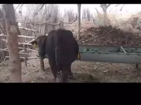 公牛, Cattle — 照片 3
