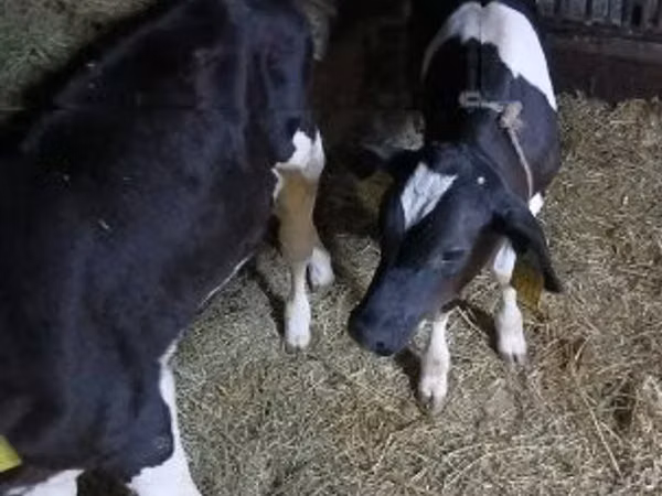 Bou, Russian Black pied cattle — Ungaria