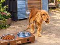 Coker Spaniel 3 yaş təcili satılır.Unvan Maştağa qəsəbəsi — ფოტო 1