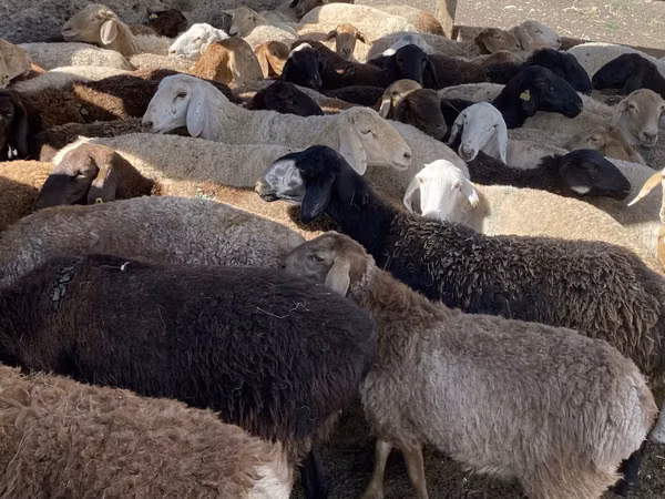 Kambing jantan, Kazakh fat-tailed coarsewool sheep — Kazakhstan