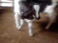 Bull, Cattle — photo 3