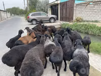 Ram, Schapen — foto 1