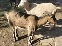ወንድ ፍየል, Goats — ፎቶ 4