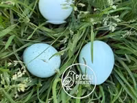 Quails — foto 4