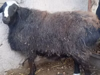 Koç, Hissar sheep — foto 1