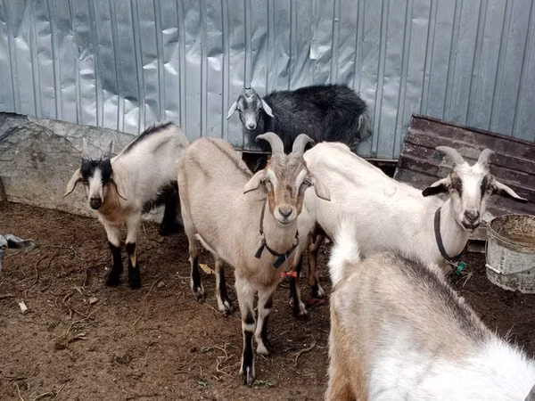 Goat, Alpine goat — Kazakhstan