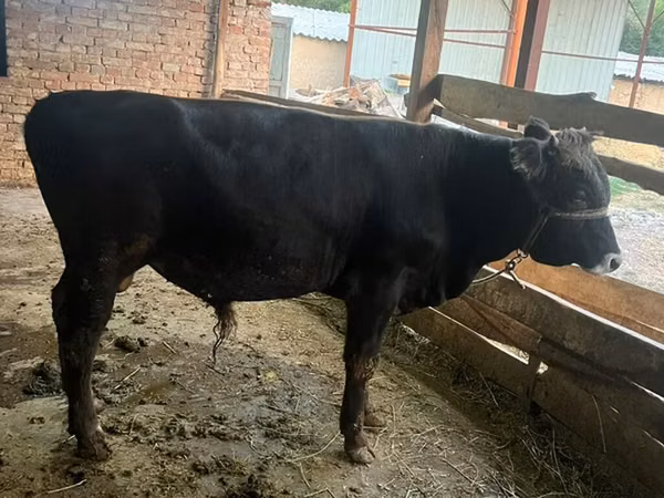 Bull, Aberdeen-Angus — Kyrgyzstan