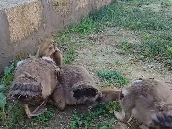 Ducks