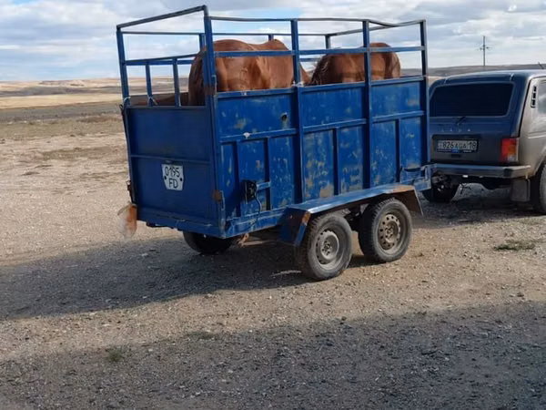 Mare, Horses — Kazakhstan