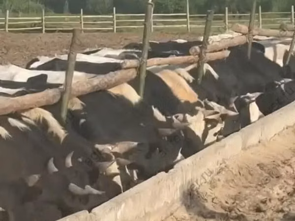 Bull, Montbéliarde