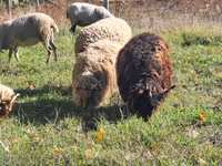 مینڈھا, Racka sheep — تصویر 4