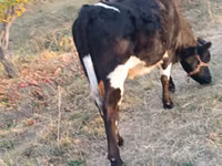Krava, Russian Black pied cattle — foto 3