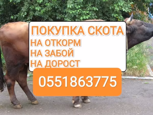 Bull, Cattle — Kyrgyzstan