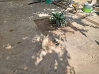 Chickens — photo 1