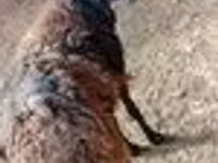 Ram, Sheep — photo 7