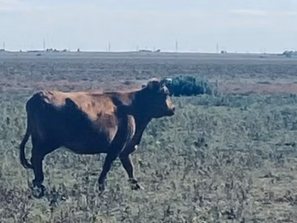 Vache, Latvian Blue cattle — Kazakhstan