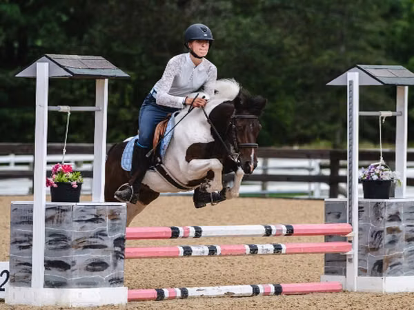 Hengst, Pinto horses