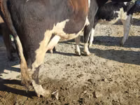 گاو ماده, Russian Black pied cattle — عکس 5