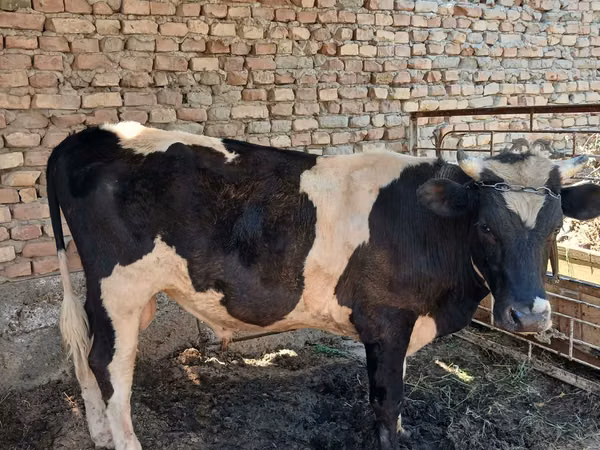 Bull, Russian Black pied cattle — Uzbekistan