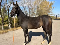 Mare, Akhal-Teke — photo 3