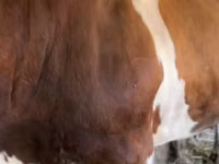 Bull, Simmental cattle — photo 2