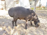 Vædder, Hissar sheep — foto 4