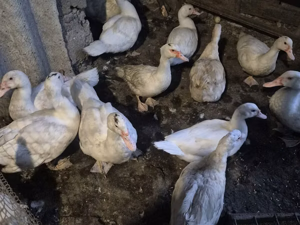 Domestic Muscovy — Kyrgyzstan