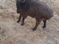 Kambing jantan, Sheep — foto 1
