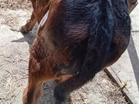 牛（ロット、性別未指定）, Simmental cattle — 写真 5