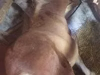 فرس, Haflinger — الصورة 1