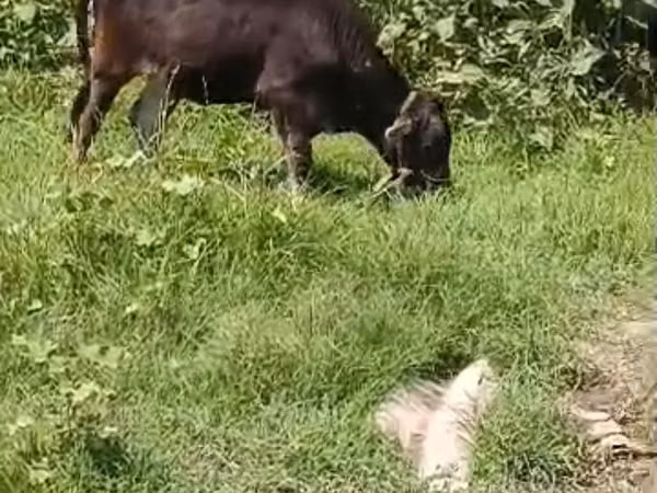 Goat, Goats — Kyrgyzstan