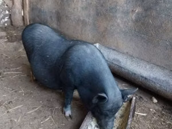 خوک ماده, 