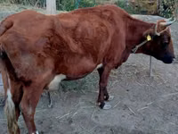 Vaca, Ganado vacuno — foto 3