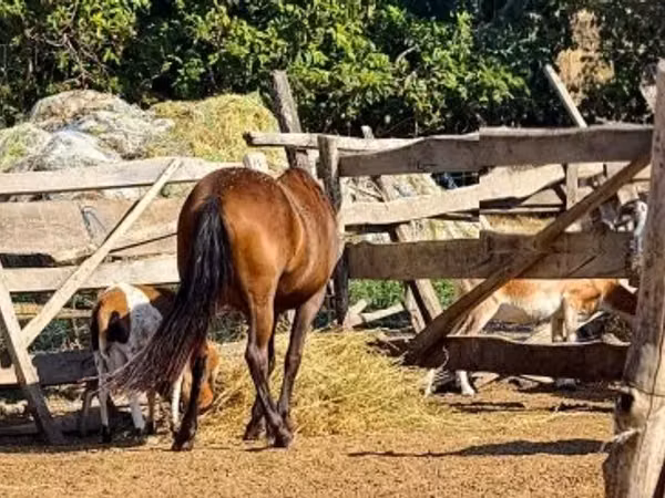Horse (M), Horses