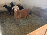 Beran, Arashan sheep — foto 4