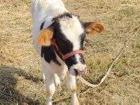 Cow, Russian Black pied cattle — photo 3