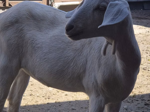 Goat, Saanen goat — Kazakhstan