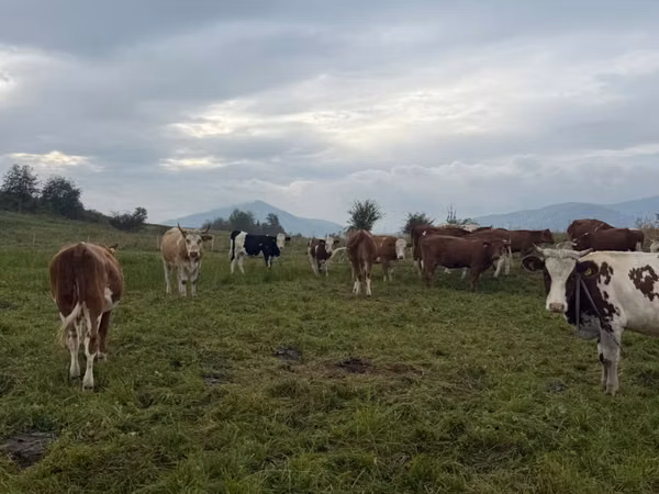 母牛, Cattle