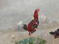 Chickens — عکس 1