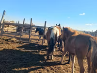 Kuda betina, Horses — foto 7