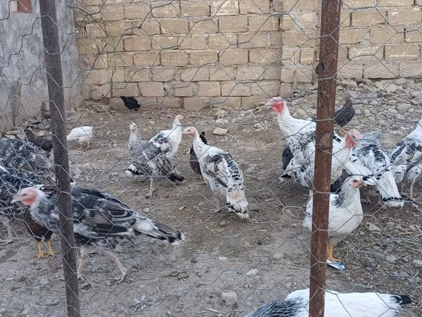 Turkeys — Azerbaijan
