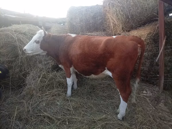 Cow, Hereford — Kazakhstan