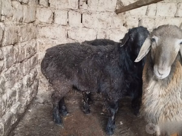 Ram, Sheep — Uzbekistan