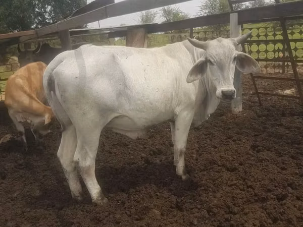 母牛, Brahman