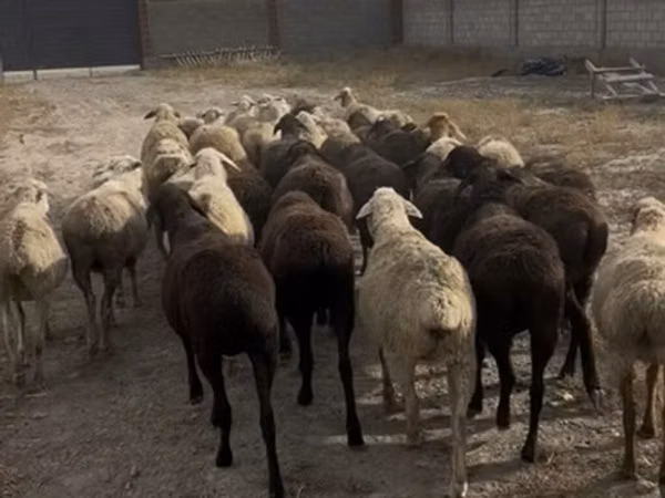 Sheep, Sheep — Kyrgyzstan