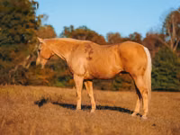 Kuda jantan, Quarter Horse — foto 5