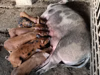 Boar, Pigs — photo 3